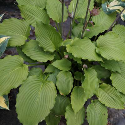 Hosta 'Sea Current'